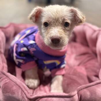 Rescue Australian Shepherd and Mixed Breed Dogs for Adoption in Houston, Texas - Pebbles | PetCurious