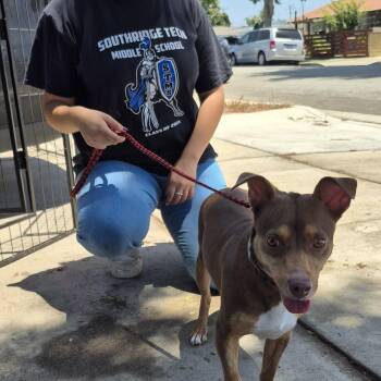 Ms Coco Chocopie Chiweenie -  Chiweenie Dog for Adoption in Manhattan Beach, California - Ms Coco Chocopie Chiweenie | PetCurious