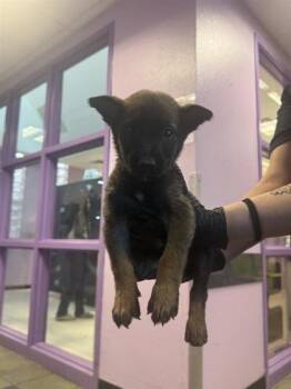 Rescue Belgian Shepherd Sheepdog and Mixed Breed Dogs for Adoption in El Paso, Texas - 59820606 | PetCurious