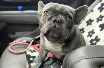 Nova -  French Bulldog Dog for Adoption - Nova | PetCurious
