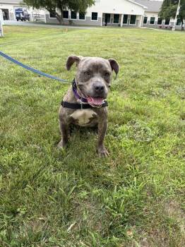 EVIE -  Pit Bull Terrier Dog for Adoption in Methuen, Massachusetts - EVIE | PetCurious