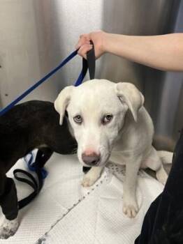 Labrador Retriever and Mixed Breed Dogs Available for Adoption - Brian | PetCurious