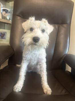 Schnauzer Dogs Available for Adoption - Woody | PetCurious