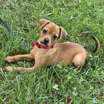 Gertrude -  Mixed Breed Dog for Adoption in Greensboro, North Carolina - Gertrude | PetCurious