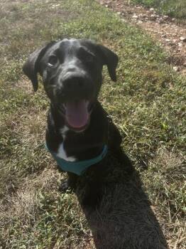 Domino -  Australian Cattle Dog Blue Heeler and Mixed Breed Dog for Adoption in Osage Beach, Missouri - Domino | PetCurious