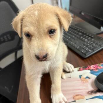 Coop -  Shepherd Dog for Adoption in Edinburg, Texas - Coop | PetCurious
