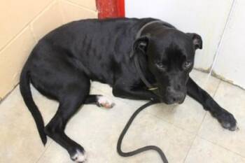 Dean -  Labrador Retriever and Mixed Breed Dog for Adoption in Picayune, Mississippi - Dean | PetCurious