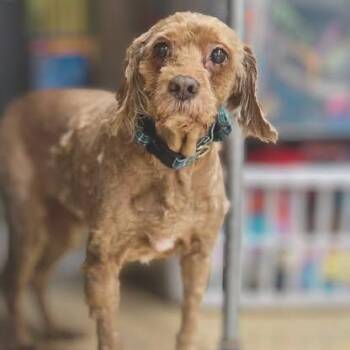 Poodle and Cocker Spaniel Dogs Available for Adoption in Martinsburg, West Virginia - Copper | PetCurious