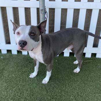 BENDER -  Pit Bull Terrier Dog for Adoption in Modesto, California - BENDER | PetCurious