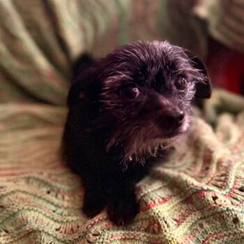 Rescue Chihuahua and Terrier Dogs for Adoption in Kansas City, Missouri - Beetle | PetCurious