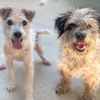 Mia -  Jack Russell Terrier Dog for Adoption in Golden, Colorado - Mia | PetCurious