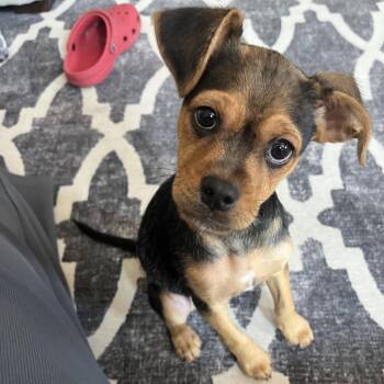 Ariana -  Mixed Breed Dog for Adoption in Chicago, Illinois - Ariana | PetCurious