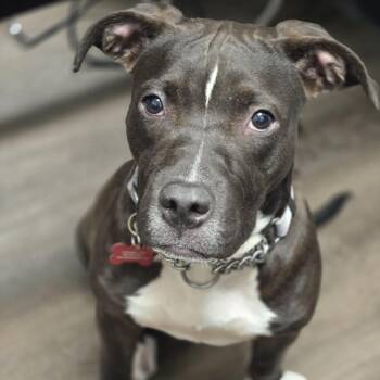 Cadence -  Mastiff and Pit Bull Terrier Dog for Adoption in East St. Louis, Illinois - Cadence | PetCurious