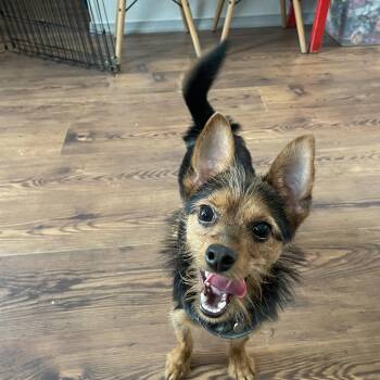 Swivel -  Chihuahua Dog for Adoption in Philadelphia, Pennsylvania - Swivel | PetCurious