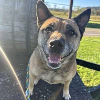 Luna -  Mixed Breed Dog for Adoption in Philadelphia, Pennsylvania - Luna | PetCurious