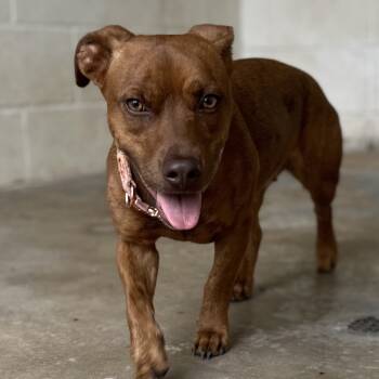 Rescue Mixed Breed Dogs for Adoption in Loxahatchee Groves, Florida - CHI 6073 | PetCurious