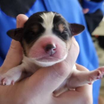 Beagle and Mixed Breed Dogs Available for Adoption - Chip | PetCurious