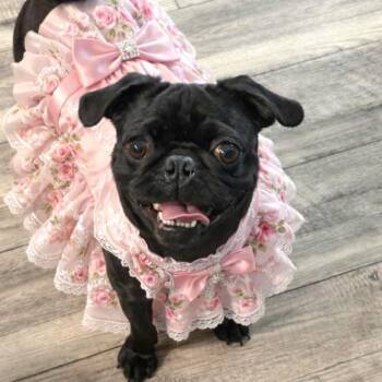 Pug Dogs Available for Adoption - Valentine | PetCurious