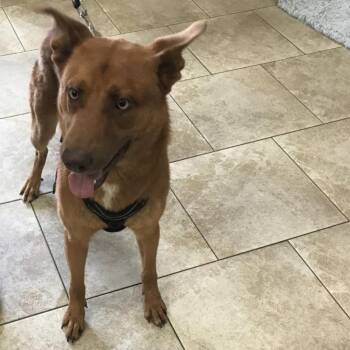 Mixed Breed Dogs Available for Adoption - Saint | PetCurious