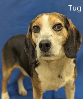 Beagle Dogs Available for Adoption - Tug | PetCurious