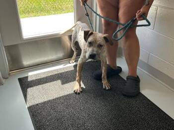 ANCHOR -  Australian Cattle Dog Blue Heeler and Mixed Breed Dog for Adoption in Ocala, Florida - ANCHOR | PetCurious