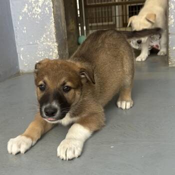 Shepherd Dogs Available for Adoption - TORNADO | PetCurious