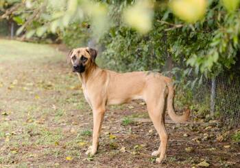 Rescue Turkish Kangal Dogs for Adoption in Newburgh, Indiana - Lulu | PetCurious