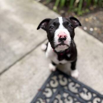 Rescue Pit Bull Terrier Dogs for Adoption in Berkeley, California - Chip | PetCurious