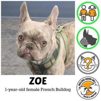 Rescue French Bulldog Dogs for Adoption in Bonney Lake, Washington - ZOE ZINNIA | PetCurious
