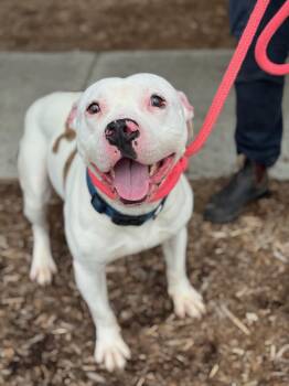 Pit Bull Terrier and American Bulldog Dogs Available for Adoption in Benton Harbor, Michigan - Zeus | PetCurious