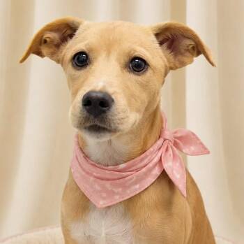 Chantilli -  Labrador Retriever Dog for Adoption in Albany, New York - Chantilli | PetCurious