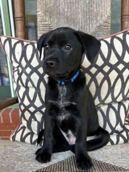 Rescue Labrador Retriever Dogs for Adoption in Fosters, Alabama - RYDER | PetCurious