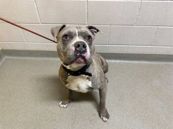 Rescue Pit Bull Terrier Dogs for Adoption in Colorado Springs, Colorado - MONEY | PetCurious