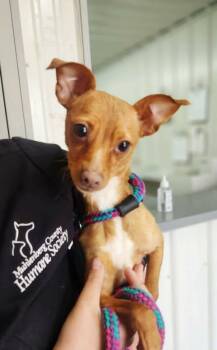 Chihuahua Dogs Available for Adoption in Newport, Kentucky - Wendy | PetCurious
