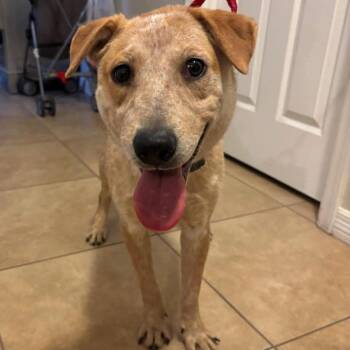 Rescue Australian Cattle Dog Blue Heeler Dogs for Adoption in Phoenix, Arizona - Ranger | PetCurious