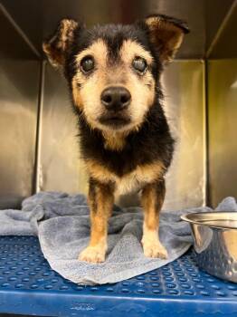 Border Terrier Dogs Available for Adoption in Rockport, Texas - Madrid | PetCurious