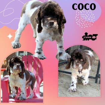 Cocker Spaniel Dogs Available for Adoption - CoCo (Ritzy) | PetCurious