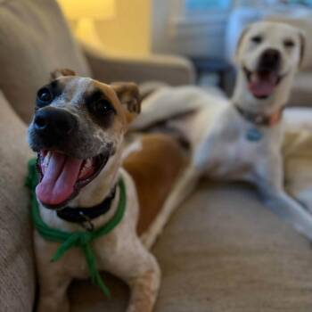 Gully -  Mixed Breed Dog for Adoption in Northwood, New Hampshire - Gully | PetCurious