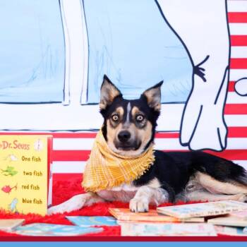 Mixed Breed Dogs Available for Adoption - FWT Oso | PetCurious