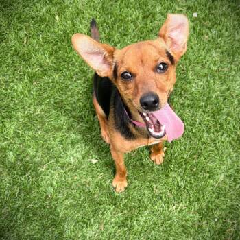Chihuahua and Mixed Breed Dogs Available for Adoption in Ardmore, Oklahoma - Anna | PetCurious