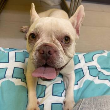 Khloe -  French Bulldog Dog for Adoption in Newark, New Jersey - Khloe | PetCurious