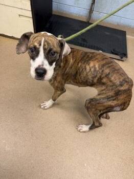 Janda -  Mixed Breed Dog for Adoption in Chamblee, Georgia - Janda | PetCurious