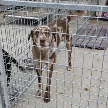 Tucker -  Catahoula Leopard Dog and Mixed Breed Dog for Adoption in New York, New York - Tucker | PetCurious
