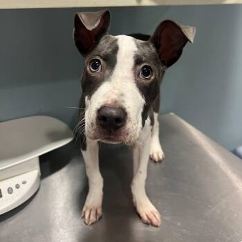 Pippa -  Mixed Breed Dog for Adoption in Chattanooga, Tennessee - Pippa | PetCurious