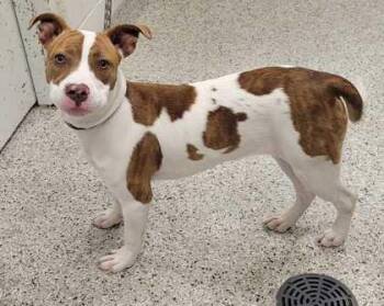 Cranberry -  Pit Bull Terrier and Mixed Breed Dog for Adoption in Kansas City, Missouri - Cranberry | PetCurious