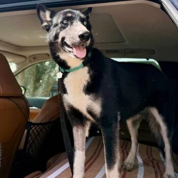 Skye Blue The Blue Eyed Beauty -  Husky and German Shepherd Dog Dog for Adoption in Friendswood, Texas - Skye Blue The Blue Eyed Beauty | PetCurious
