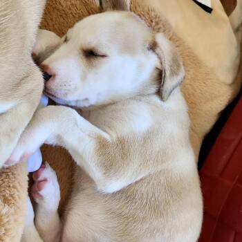 Latte* -  Shepherd Dog for Adoption in San Gabriel, California - Latte* | PetCurious