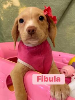 Fibula -  Labrador Retriever and Hound Dog for Adoption in Dunmore, Pennsylvania - Fibula | PetCurious