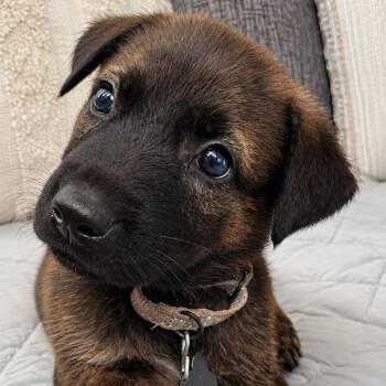Cypress -  Shepherd Dog for Adoption in Houston, Texas - Cypress | PetCurious