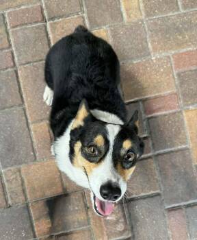 Corgi Dogs Available for Adoption in Valrico, Florida - Rollo | PetCurious